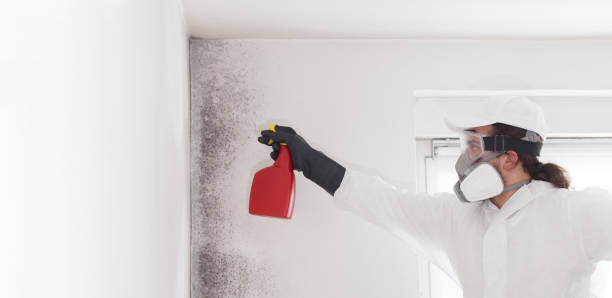 Best Fast Mold Removal  in Murfreesboro, AR