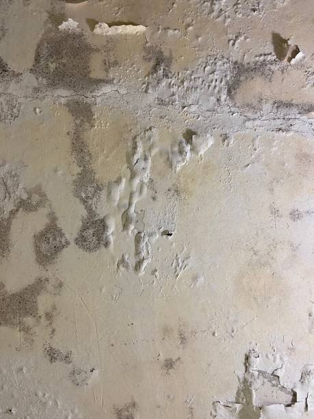 Mold Testing and Removal in Murfreesboro, AR